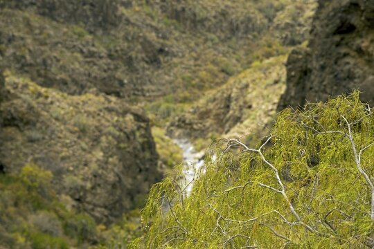 Barranco del Infierno, Gorge of Hell, Tenerife, Canary Islands, Spain