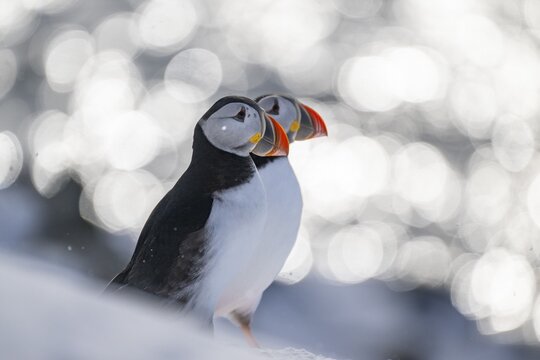 Two puffin (Fratercula arctica) in winter, circular reflections in the background, Hornoya Island, Horn&oslash;ya, Vard&oslash;, Varanger Peninsula, Troms og Finnmark, Norway
