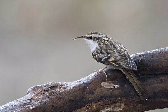 Eurasian treecreeper (Certhia familiaris) sitting on a branch, Hesse, Germany