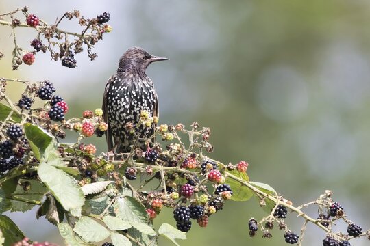 Common starling (Sturnus vulgaris) sitting on a branch of blackberry (Rubus sect. Rubus), Hesse, Germany