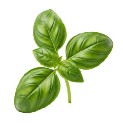 Obraz premium A single, fresh sprig of vibrant emerald green basil leaves with intricate venation and tiny dew drops, isolated against a pristine transparent background with ample copy space, concept of natural