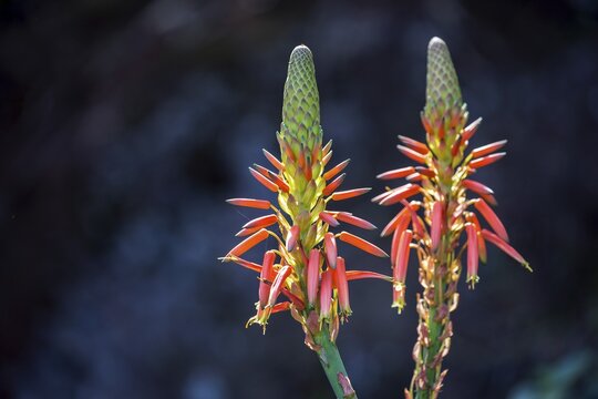 Flower of the rock aloe (Aloe arborescens), Madeira, Portugal