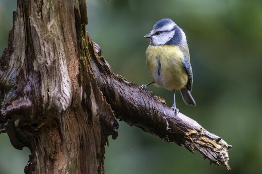 Blue Tit (Parus caerulea), Emsland, Lower Saxony, Germany
