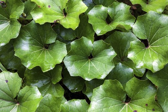 Leopard plant (Farfugium japonicum), Madeira, Portugal