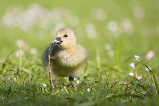 Greylag goose (Anser anser), chick, eating flower of cuckoo flower (Cardamine pratensis), Hesse, Germany