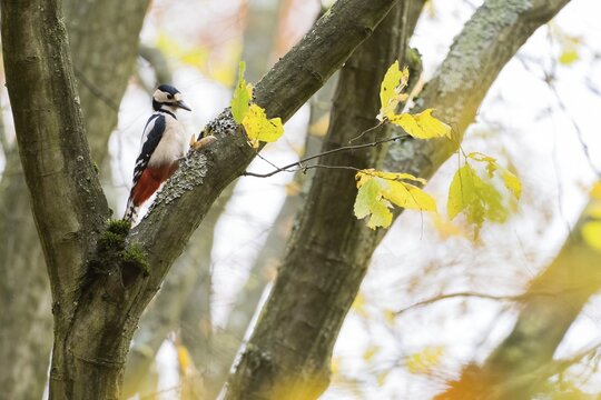 Great spotted woodpecker (Dendrocopos major), sitting in a branch fork, autumnal ambience, Hesse, Germany