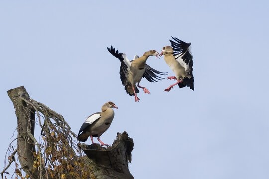 Aerial fight of two egyptian goose (Alopochen aegyptiacus), Hesse, Germany