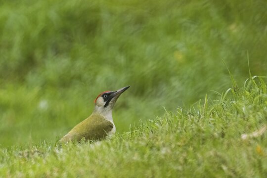European green woodpecker (Picus viridis) foraging in a meadow, Hesse, Germany