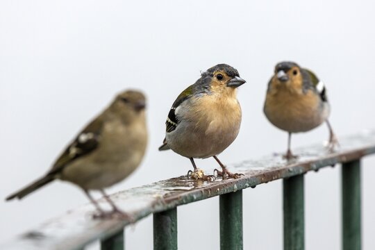 Madeira (Fringilla coelebs maderensis) Chaffinches, sitting on railings, Madeira, Portugal