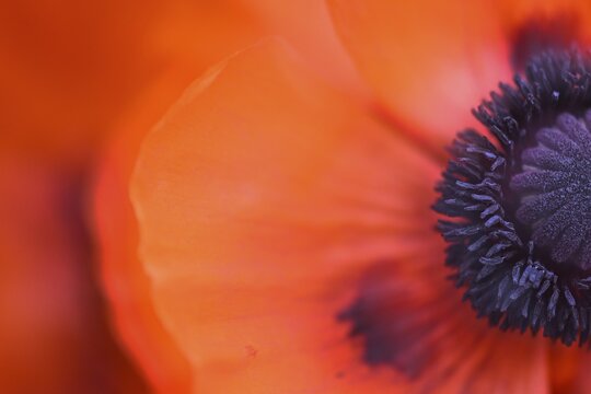 Oriental poppy (Papaver orientale), flower with stamens and pistil, double exposure, Baden-W&uuml;rttemberg, Germany