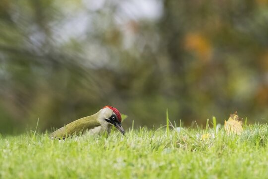 European green woodpecker (Picus viridis) foraging in a meadow, autumn bokeh, Hesse, Germany
