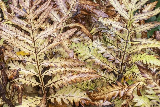 Bead fern (Onoclea sensibilis), autumn foliage, Emsland, Lower Saxony, Germany