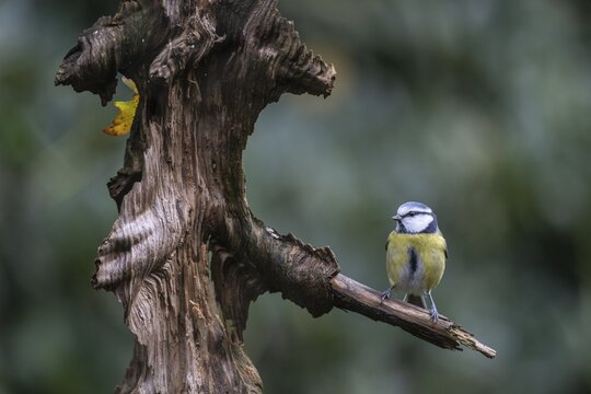 Blue Tit (Parus caerulea), Emsland, Lower Saxony, Germany