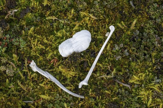 Bird Bone and Shell, Tundra, Down Islands, Dun&oslash;yane Archipelago, Spitsbergen, Svalbard, Norway