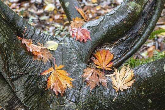 Leaves of (acer japonicum Aconitifolium) on tree trunk, Emsland, Lower Saxony, Germany