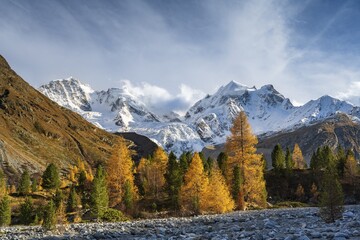 Golden Larches Front Snowcovered Mountains