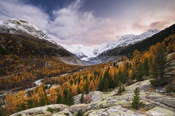 Autumn Larch Forest Front Morteratsch