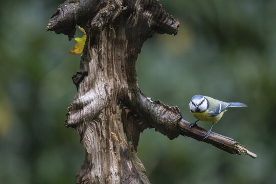Blue Tit (Parus caerulea), Emsland, Lower Saxony, Germany