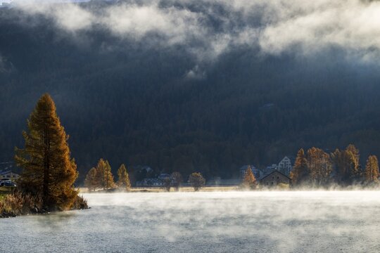 Backlight with fog at Lake Sils, golden larches, Engadin, Canton Grisons, Switzerland