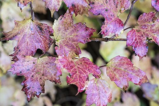 Guelder rose (Viburnum opulus), autumn foliage, Emsland, Lower Saxony, Germany