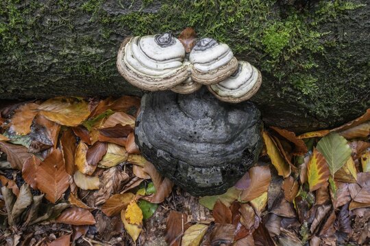 Tinder fungus (Fomes fomentarius), Emsland, Lower Saxony, Germany
