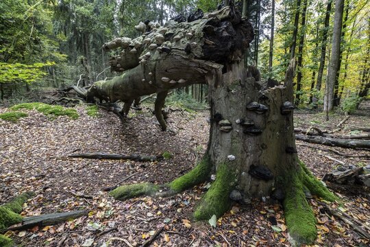 Tinder fungus (Fomes fomentarius) on fallen beech (Fagus sylvatica), Emsland, Lower Saxony, Germany