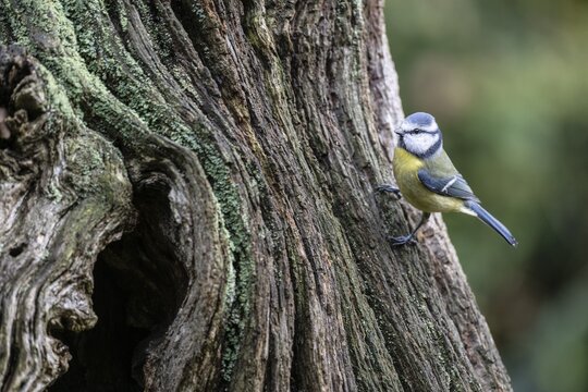 Blue Tit (Parus caerulea), Emsland, Lower Saxony, Germany