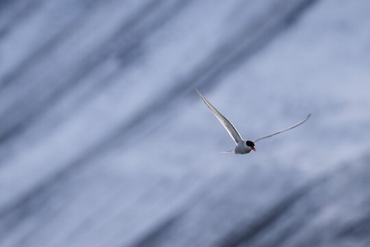 Arctic tern (Sterna paradisaea) in flight, Nordfjorden, Isfjord, Spitsbergen, Svalbard, Norway