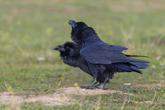 Common raven (Corvus corax), mating pair, Toledo province, Castile, La Mancha, Spain