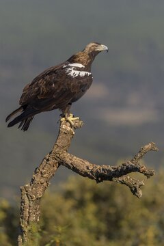 Spanish imperial eagle (Aquila adalberti), adult bird on a deadwood branch of cork oak, Toledo province, Castile, La Mancha, Spain