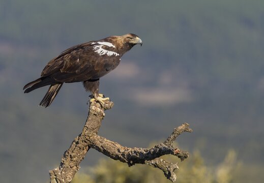 Spanish imperial eagle (Aquila adalberti), adult bird on a deadwood branch of cork oak, Toledo province, Castile, La Mancha, Spain