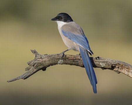 Blue magpie (Cyanopica cooki), on deadwood branch, Toledo province, Castile, La Mancha, Spain