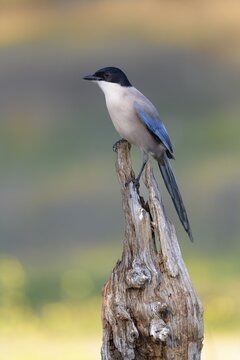 Blue magpie (Cyanopica cooki), on deadwood, Toledo province, Castile, La Mancha, Spain