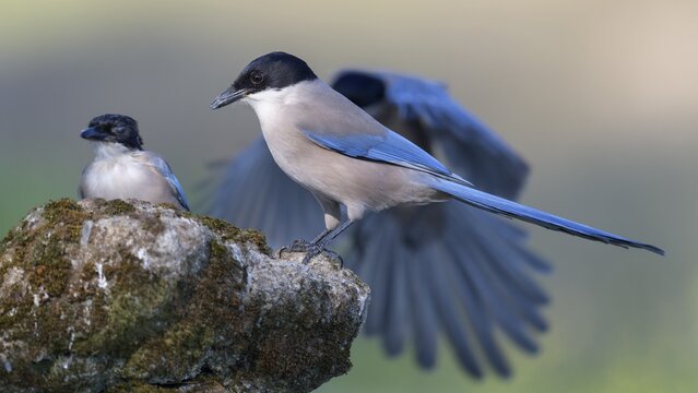 Blue magpie (Cyanopica cooki), group on a stone covered with moss, Toledo province, Castile, La Mancha, Spain