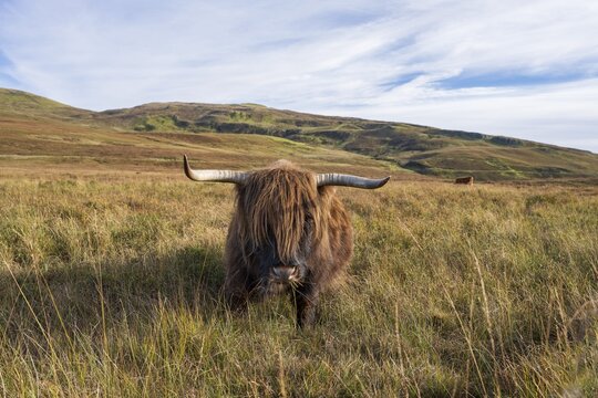 Scottish Highland Cattle (Bos taurus) in a pasture, Isle of Skye, Inner Hebrides, Scotland, Great Britain