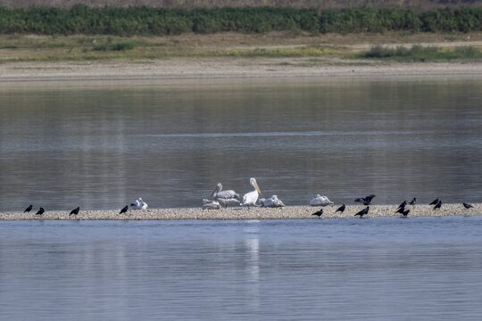 Dalmatian pelicans (Pelecanus crispus) and rooks (Corvus frugilegus) on a sandbank in the Danube, Romania