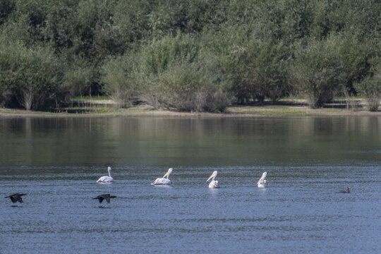Dalmatian Pelicans (Pelecanus crispus) and great cormorant (Phalacrocorax carbo) on the Danube, Romania