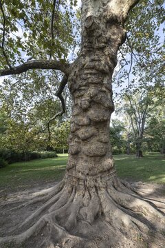 Plane tree (Platanus hispanica), Novi Sad, Serbia