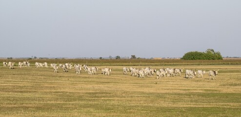 Hungarian steppe cattle (Bos taurus), Dunapataj, Hungary