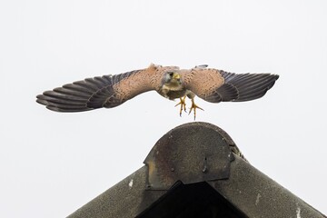 Common kestrel (Falco tinnunculus), male, flying from roof ridge, Hesse, Germany