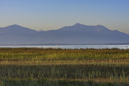 Strip of reeds, thatch (hragmites australis) on Lake Chiemsee, with the Chiemgau Alps in the background, Seebruck, Chiemgau, Bavaria, Germany