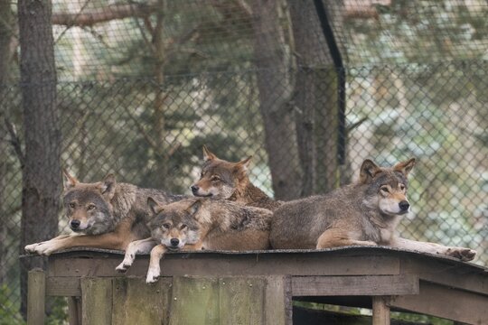 European gray wolves (Canis lupus), captive, pack, close-up, Highland Wildlife Park, Kincraig, Kingussie, Scotland, United Kingdom
