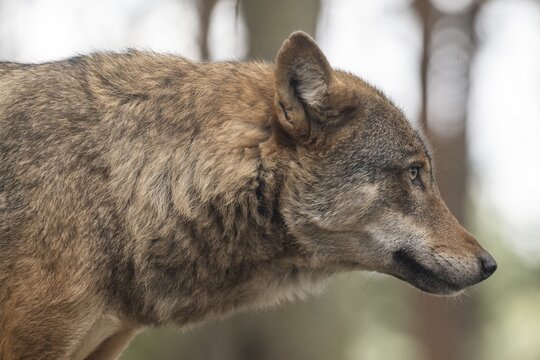 European gray wolf (Canis lupus), captive, close-up, Highland Wildlife Park, Kincraig, Kingussie, Scotland, United Kingdom
