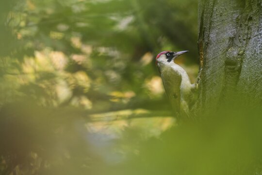 European green woodpecker (Picus viridis), foraging on a tree trunk, Hesse, Germany