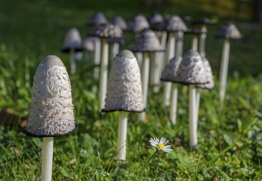 Inky caps (Coprinus), Klein-Mariazell, Lower Austria, Austria