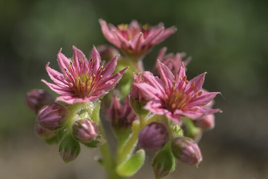 Flowering houseleek (Sempervivum), Vals, M&uuml;hlbach, South Tyrol, Italy