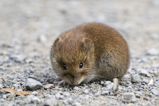 Bank vole (Myodes glareolus) on stony ground, Hesse, Germany