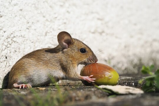 Wood mouse (Apodemus sylvaticus) sniffs acorn, Hesse, Germany