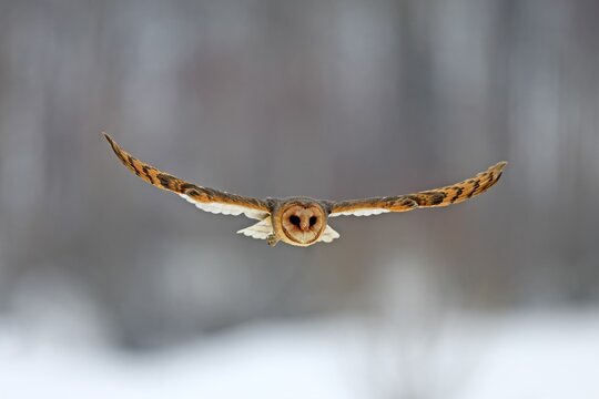 Central European barn owl (Tyto alba guttata), adult, flying, in winter, in snow, Bohemian Forest, Czech Republic