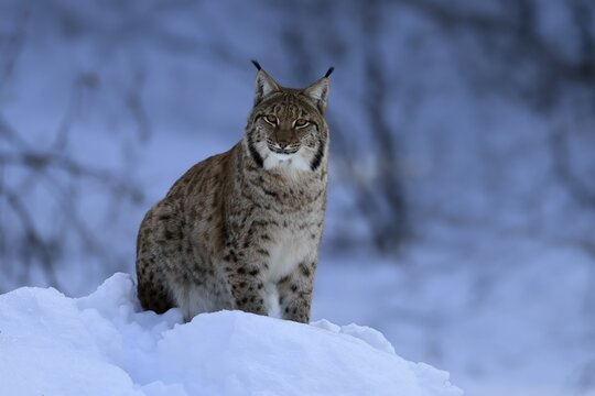 Carpathian lynx (Lynx lynx carpathicus), adult, in winter, in snow, alert, Bavarian Forest, Bavaria, Germany